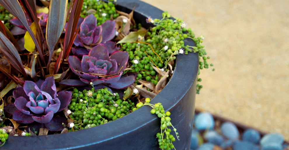 Small Cottage Garden by Pacific Outdoor Living - Photo 7