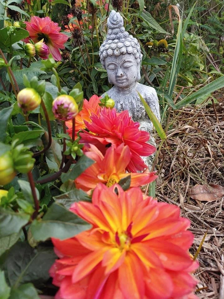 Happy Plants makes Happy Customers by Plant Man - Photo 7
