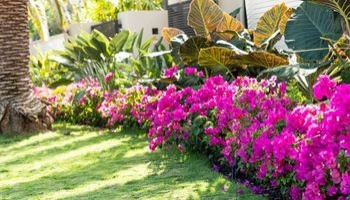 Sanchez Landscaping LLC by Sanchez Landscaping LLC - Photo 35