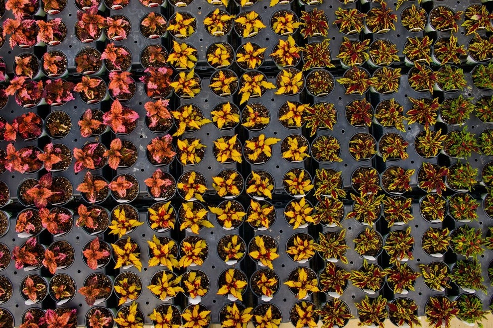 Growing Fabulous for You by Sargent's Gardens - Photo 42