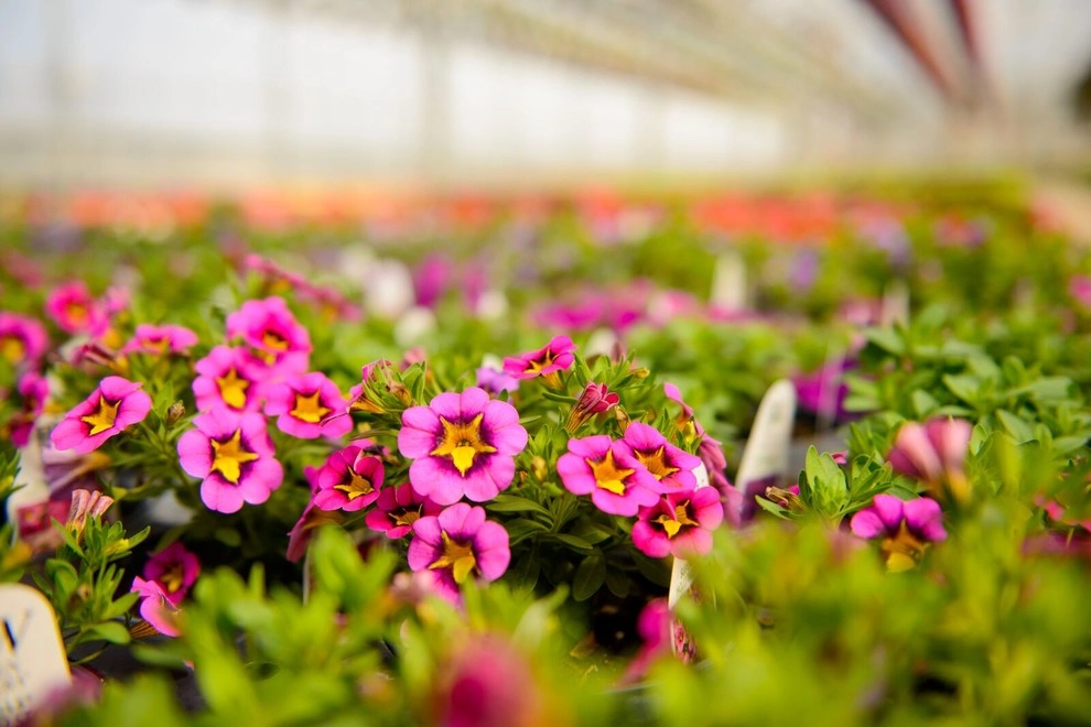 Growing Fabulous for You by Sargent's Gardens - Photo 34