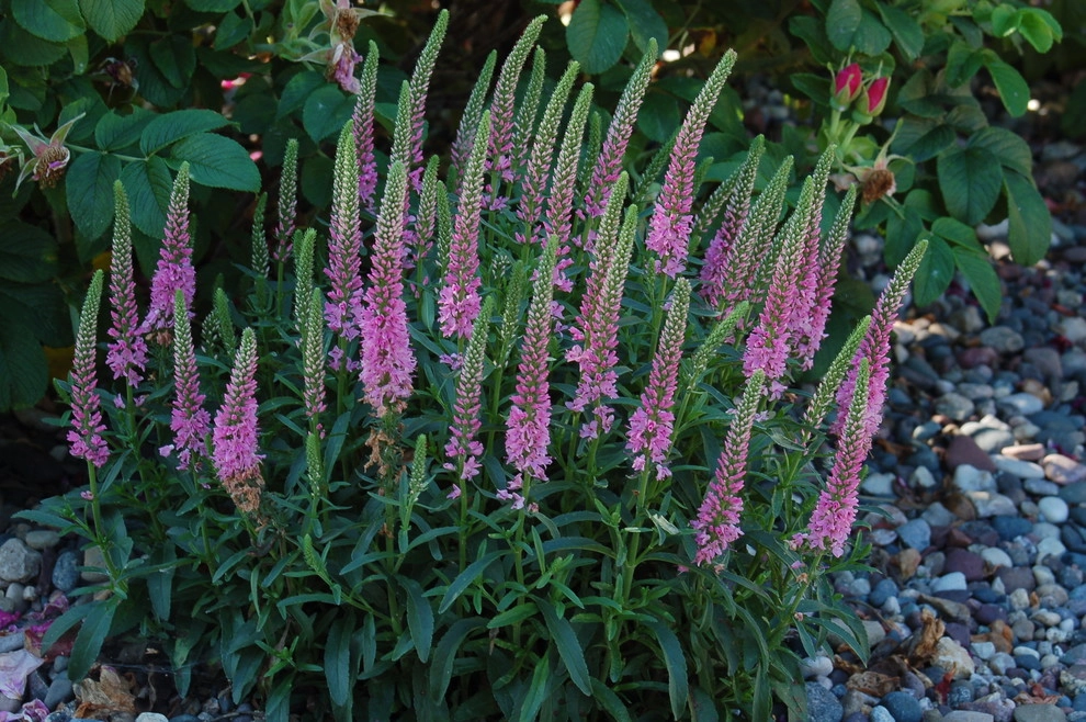 Planting Design and Plant Combinations by Sargent's Gardens - Photo 4