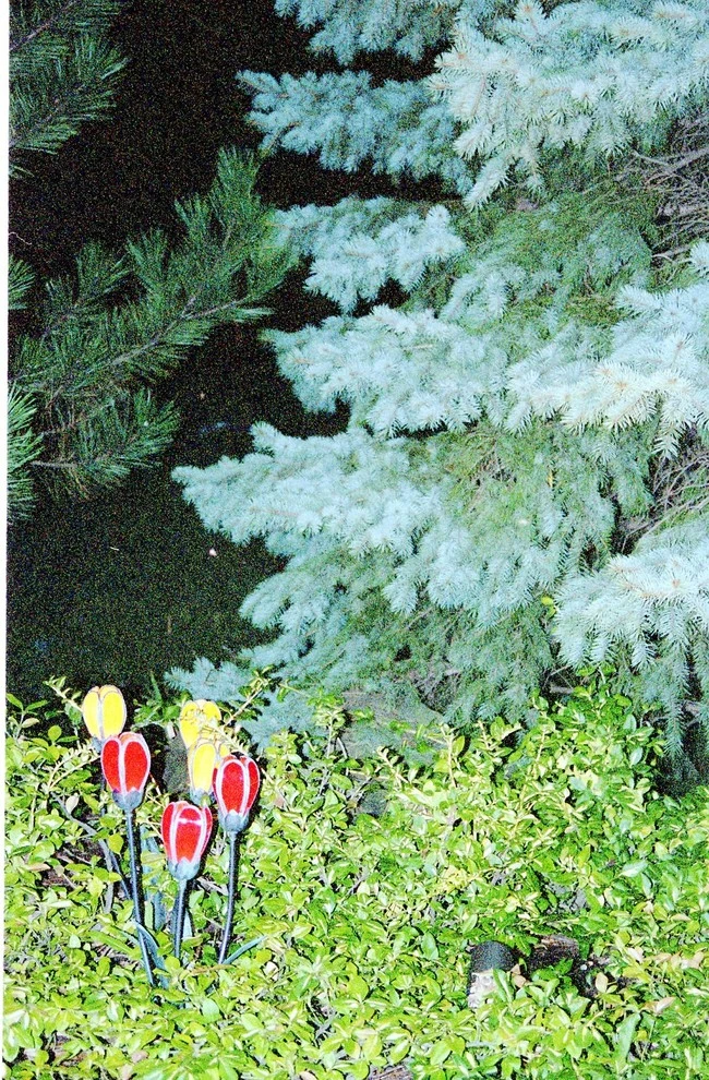 Lot 62 backyard by Pro Care Horticultural Services - Photo 33