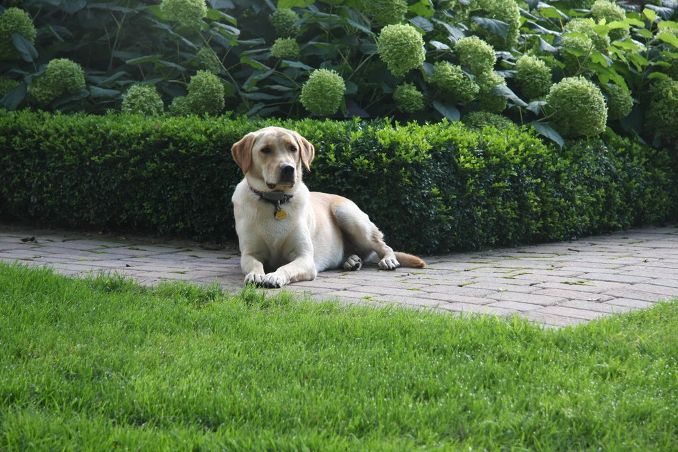 Remick Residence by Pro Care Horticultural Services - Photo 7
