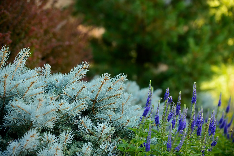 Planting Design and Plant Combinations by Sargent's Gardens - Photo 15