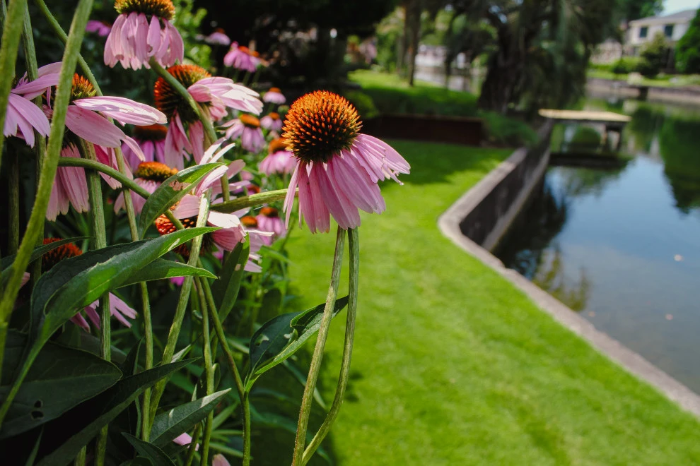 SC Tri-State ASLA Award winning project, Hidden Lakes by Remark - Photo 12