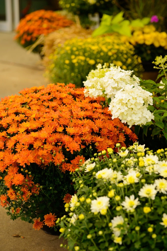 Sargent's Gardens by Sargent's Gardens - Photo 6