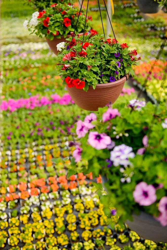 Growing Fabulous for You by Sargent's Gardens - Photo 8