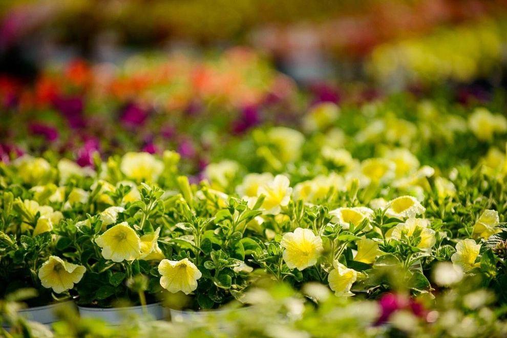 Sargent's Gardens - Photo 4