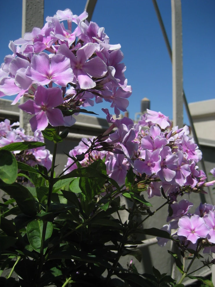 Lower East Side Rooftop Garden by Root & Vine Gardens - Photo 3