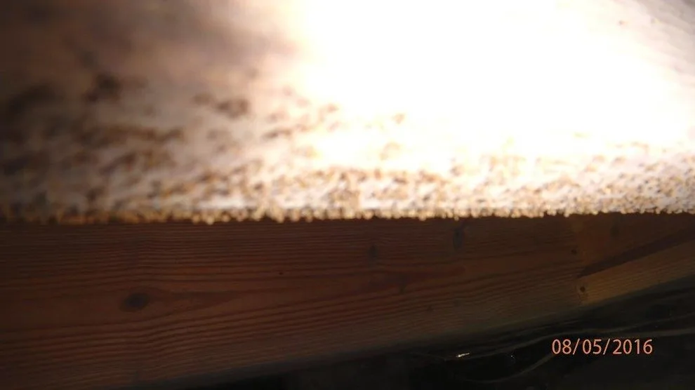 Crawl Space Sealing by GSM Services - Photo 32