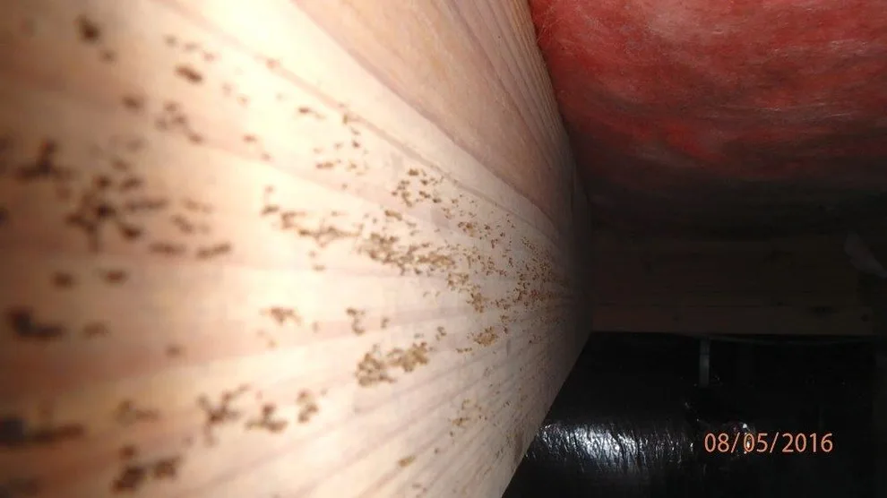 Crawl Space Sealing by GSM Services - Photo 41