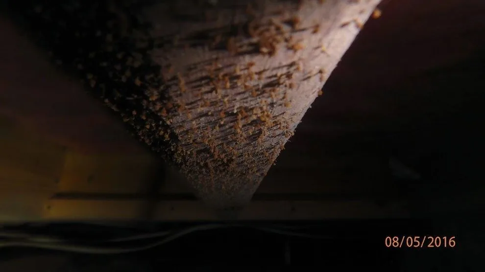 Crawl Space Sealing by GSM Services - Photo 9