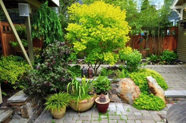 Craftsman Maple Garden - (Seattle, WA) by Sage And Stone LLC - Photo 8
