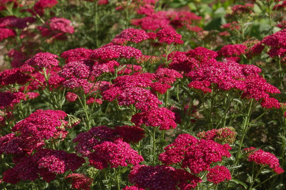 Planting Design and Plant Combinations by Sargent's Gardens - Photo 21