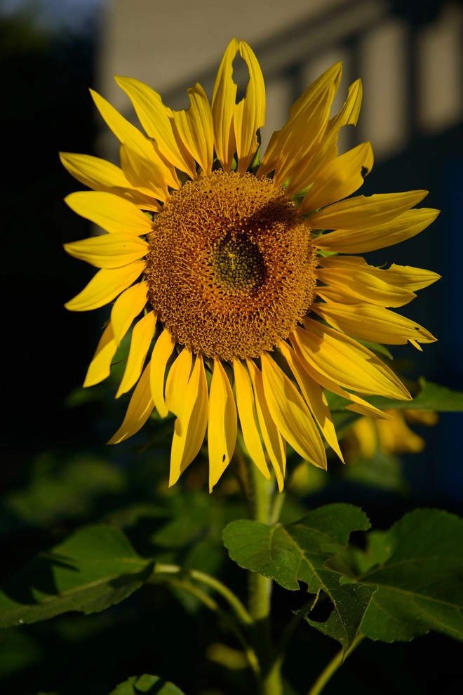 A Touch of Tuscany by Sargent's Gardens - Photo 12