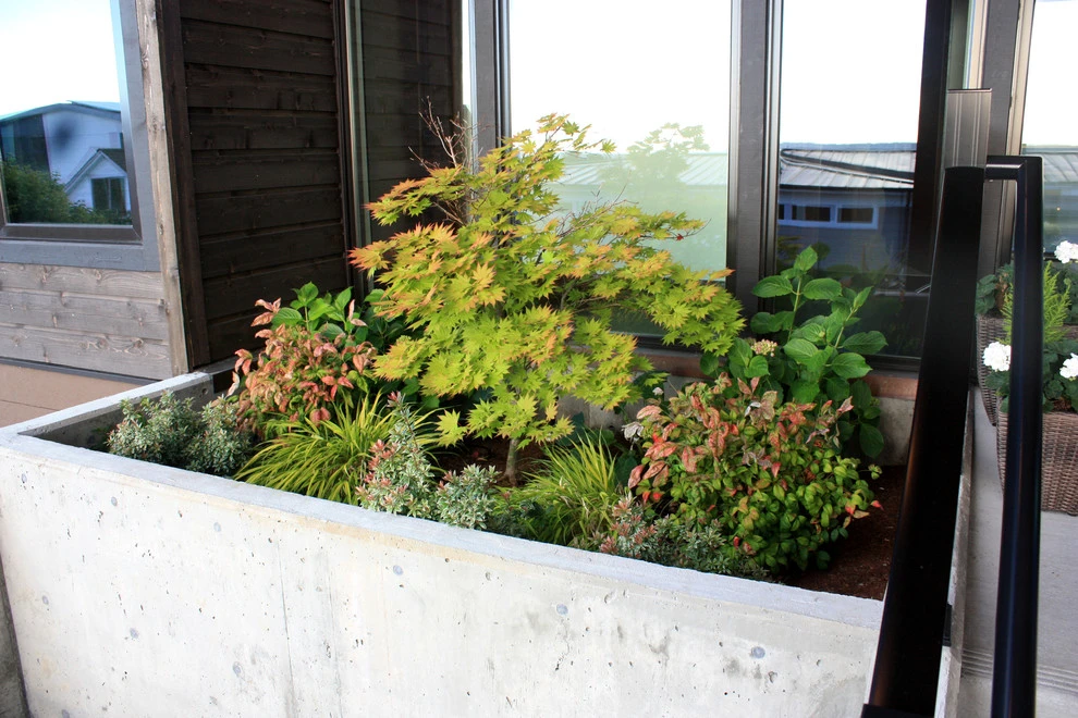 Sunset Residence -Edmonds, WA by Studio 342 Landscape Architecture - Photo 11
