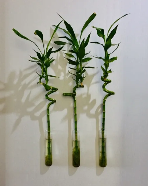 Entrance Decoration by Gabriela Matuchova, CKBD / HAUS 2690 DSGN - Photo 5