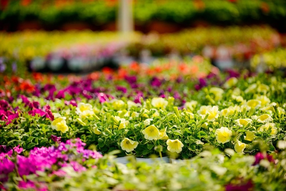 Growing Fabulous for You by Sargent's Gardens - Photo 30