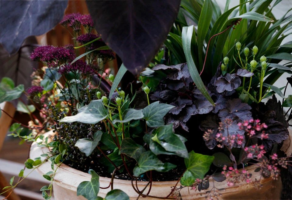 Lots Of Pots by The White Pear LLC, Design & Build - Photo 3