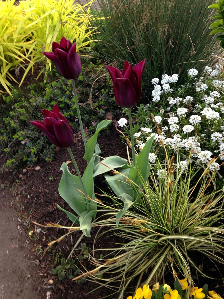 Portland, Oregon Cottage Style Garden Design by The White Pear LLC, Design & Build - Photo 4