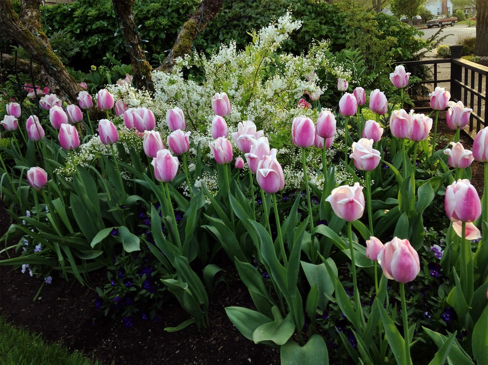 Portland, Oregon Cottage Style Garden Design by The White Pear LLC, Design & Build - Photo 2