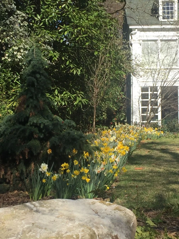 Landscape Remodel in Atlanta, GA by Tilting Windmill Landscape Design - Photo 4