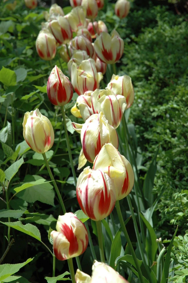 Slocum Rd. by Timothy Lee Landscape Design - Photo 13