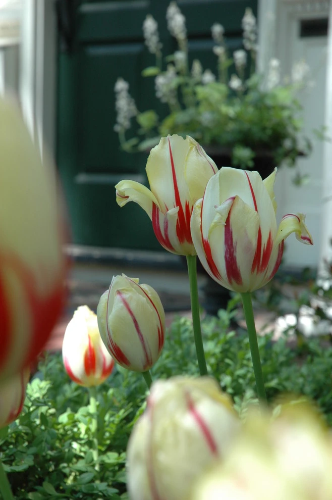 Slocum Rd. by Timothy Lee Landscape Design - Photo 10