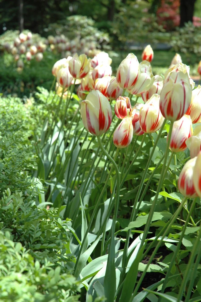 Slocum Rd. by Timothy Lee Landscape Design - Photo 9