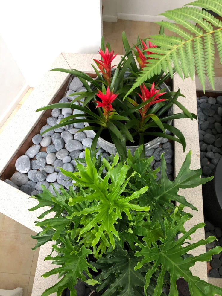 Atrium Garden by Timothy Lee Landscape Design - Photo 7