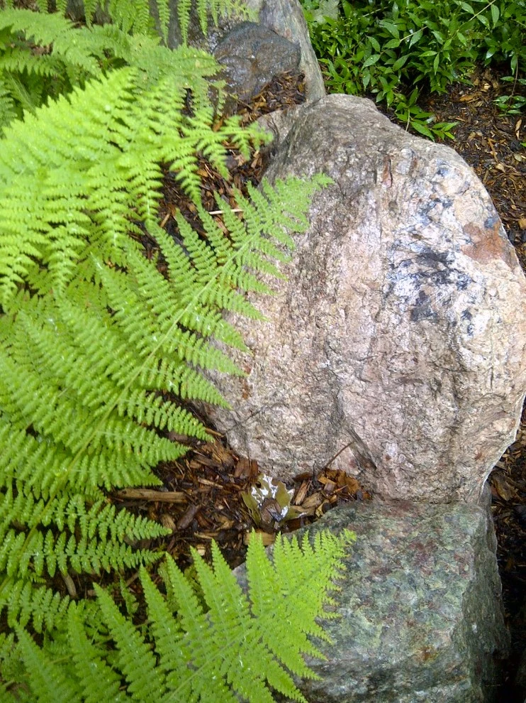 Diana Lane by Timothy Lee Landscape Design - Photo 8