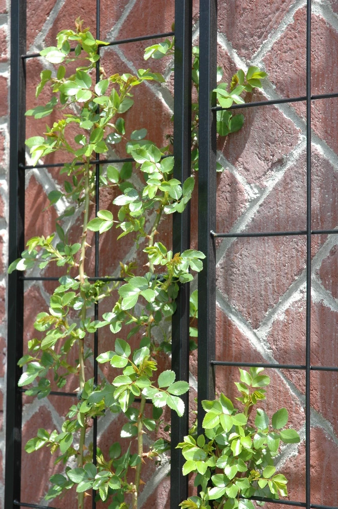 Slocum Rd. by Timothy Lee Landscape Design - Photo 22