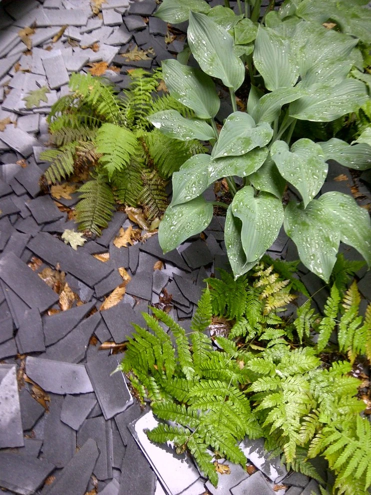 Diana Lane by Timothy Lee Landscape Design - Photo 7