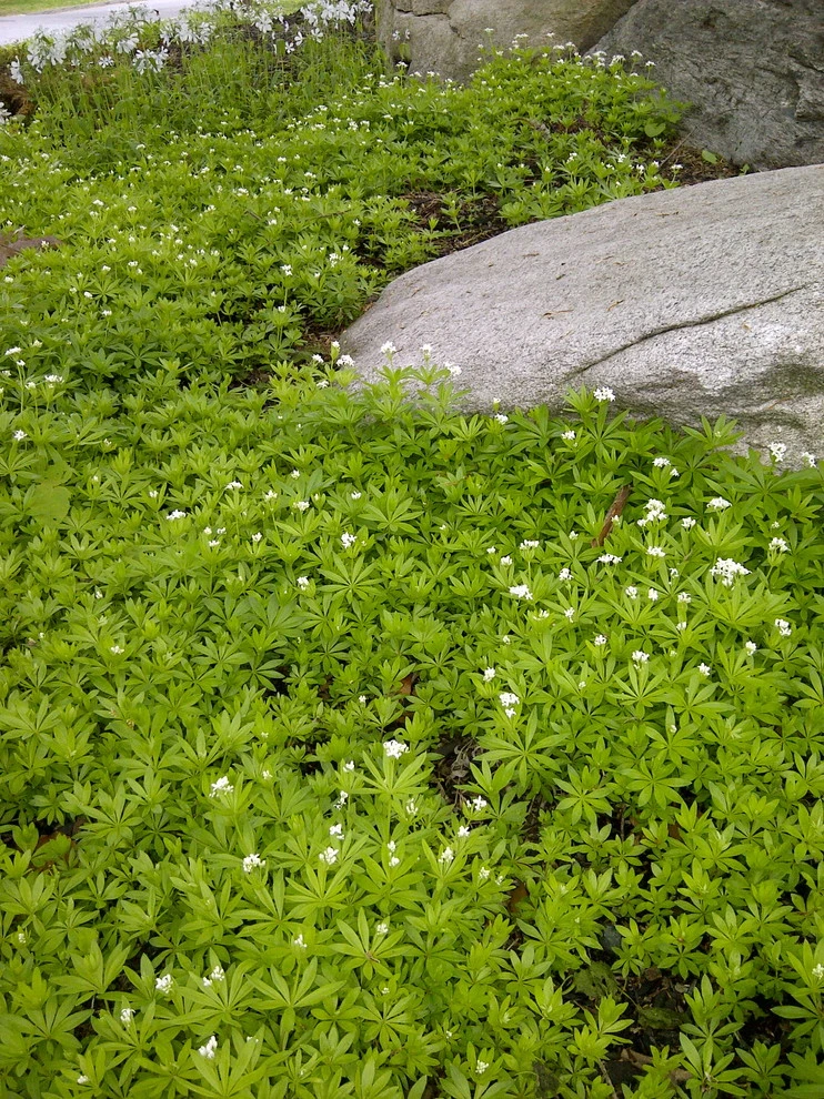 Arts & Crafts Garden by Timothy Lee Landscape Design - Photo 6