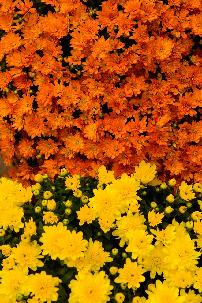 Sargent's Gardens by Sargent's Gardens - Photo 7