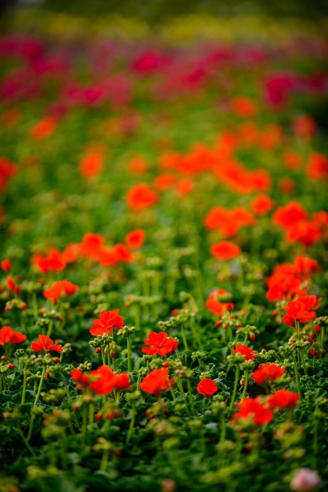 Growing Fabulous for You by Sargent's Gardens - Photo 38