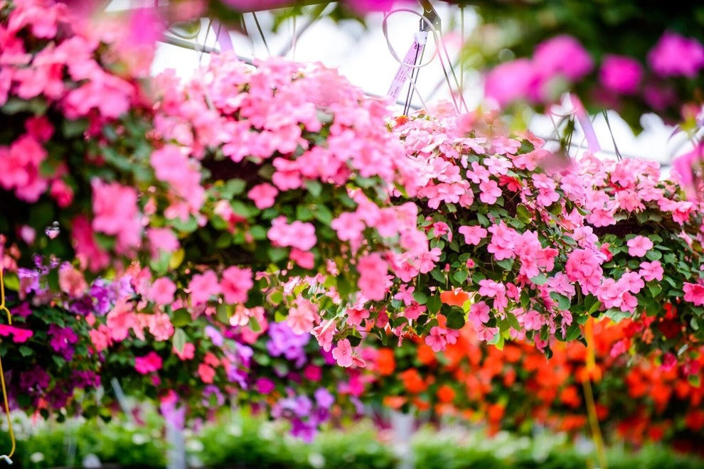 Growing Fabulous for You by Sargent's Gardens - Photo 17