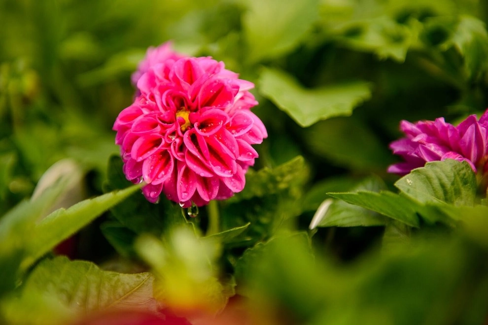 Growing Fabulous for You by Sargent's Gardens - Photo 18