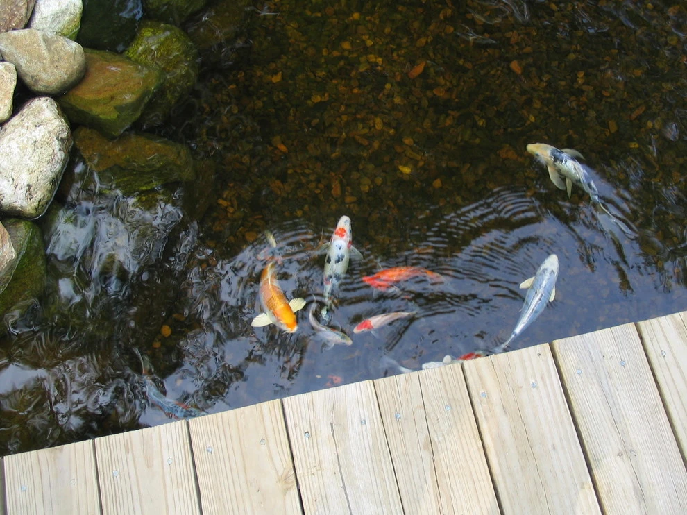 Neilish Water Garden - Branford by TJB-INC Landscape & Drainage Contractor - Photo 4