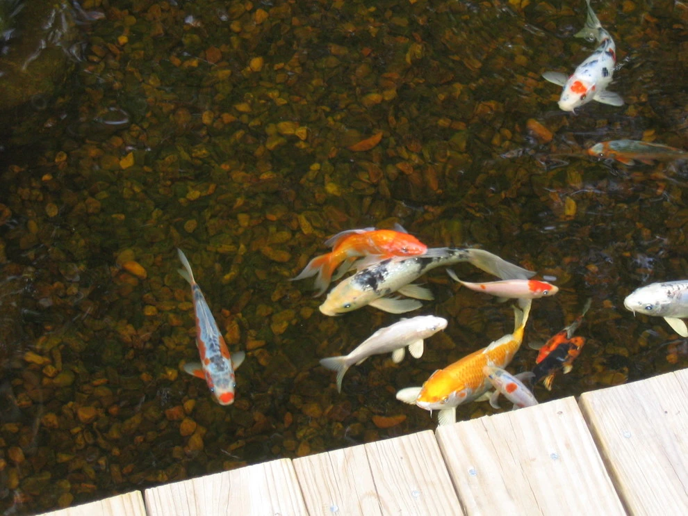 Neilish Water Garden - Branford by TJB-INC Landscape & Drainage Contractor - Photo 12