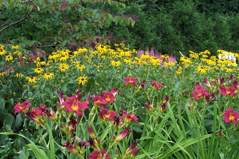 Planting Design and Plant Combinations by Sargent's Gardens - Photo 9