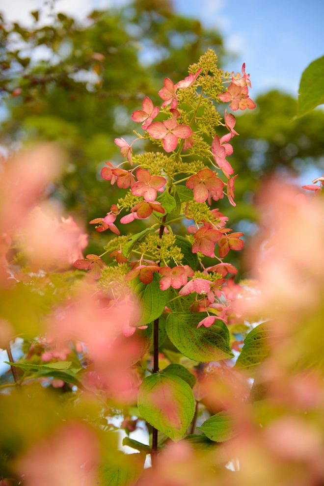 Sargent's Gardens - Photo 10