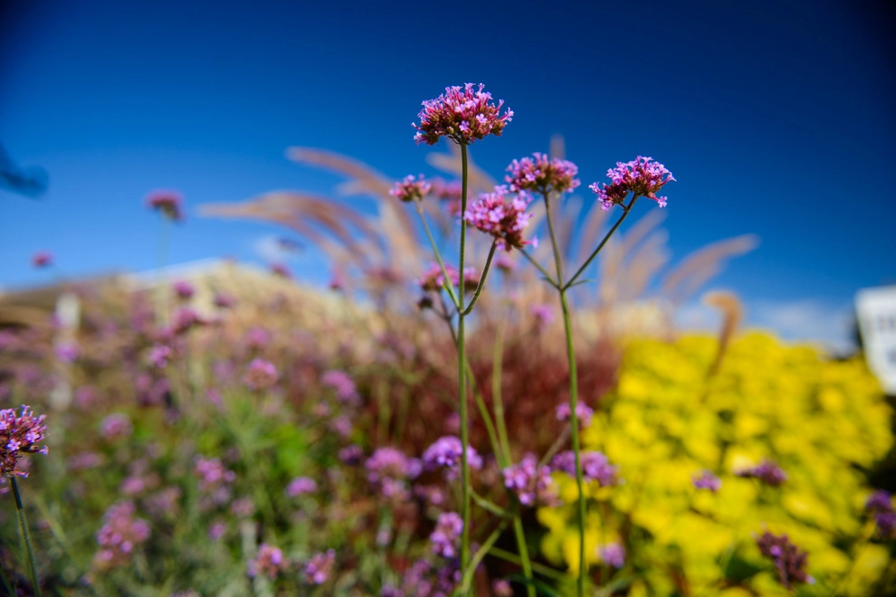 Sargent's Gardens by Sargent's Gardens - Photo 10