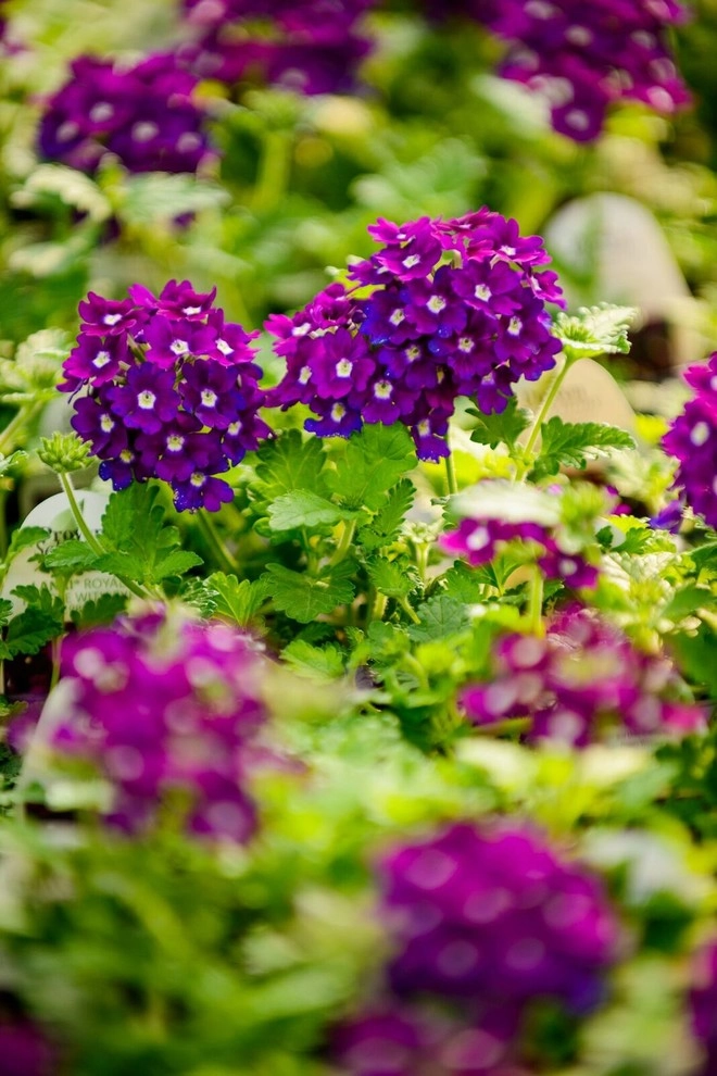 Growing Fabulous for You by Sargent's Gardens - Photo 35