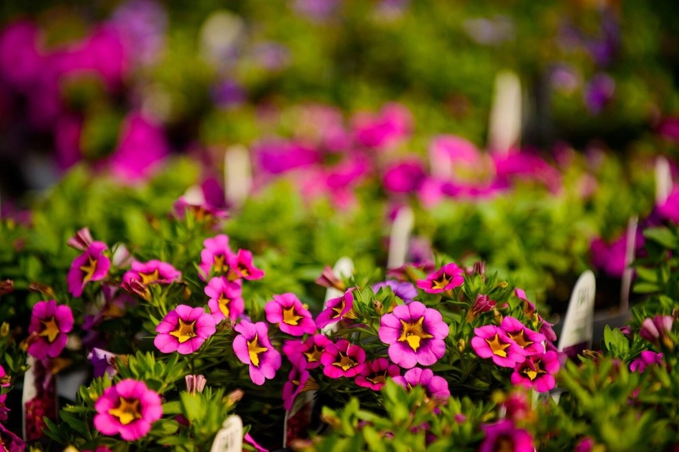 Growing Fabulous for You by Sargent's Gardens - Photo 15