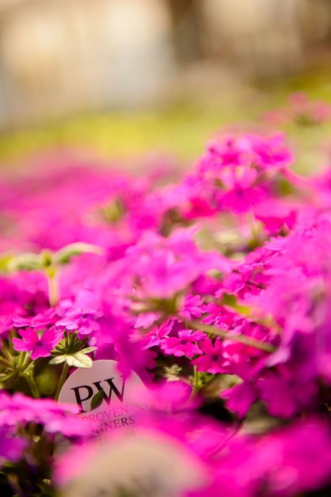 Growing Fabulous for You by Sargent's Gardens - Photo 3