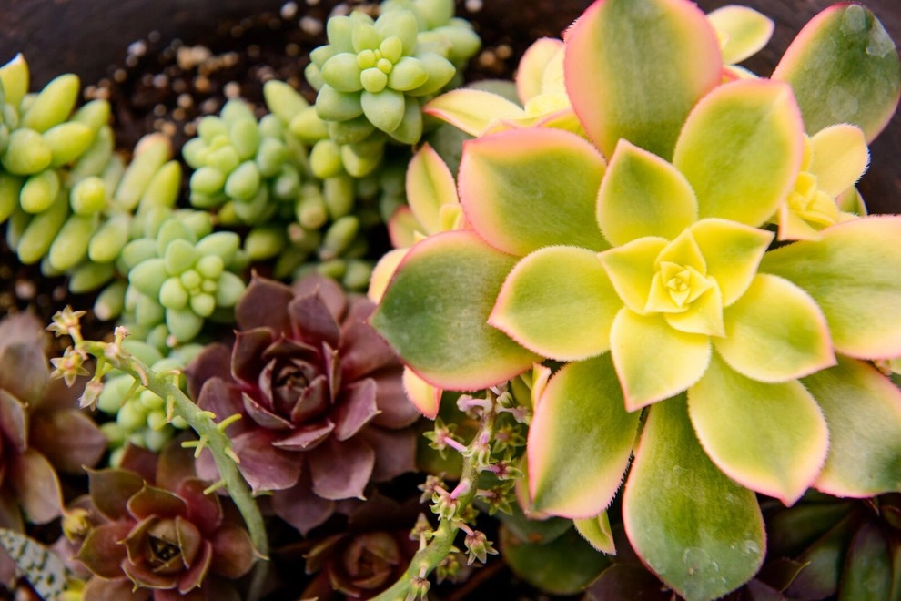 Growing Fabulous for You by Sargent's Gardens - Photo 46