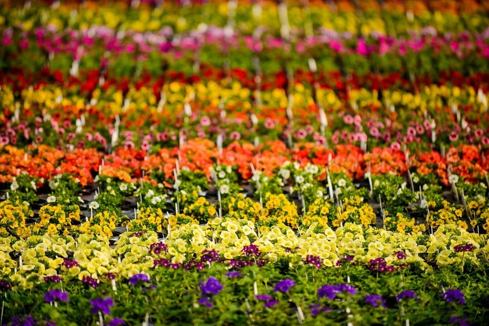 Growing Fabulous for You by Sargent's Gardens - Photo 39