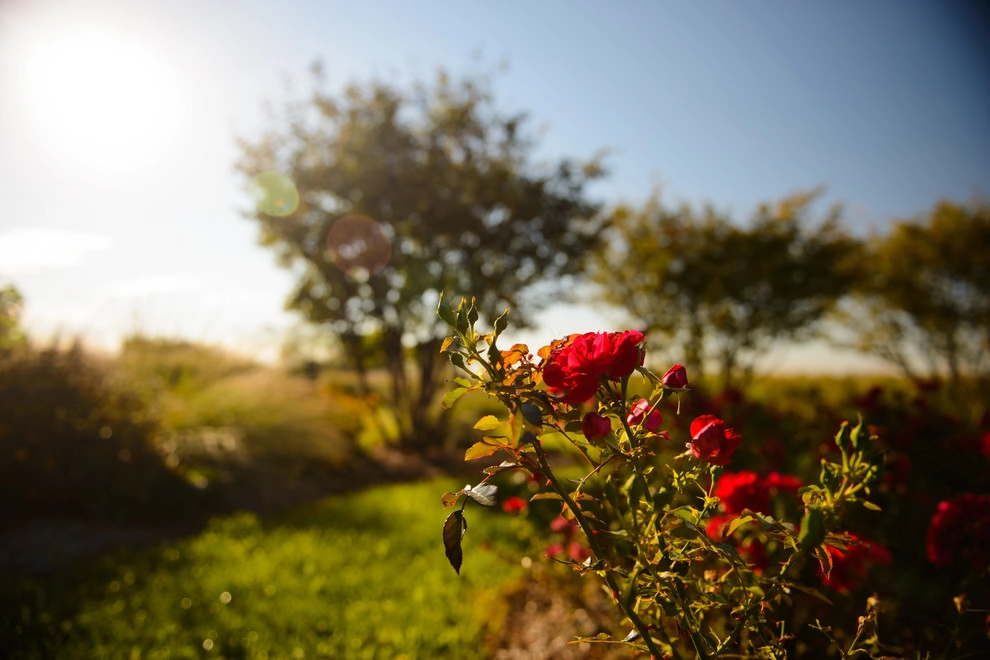 A Touch of Tuscany by Sargent's Gardens - Photo 5